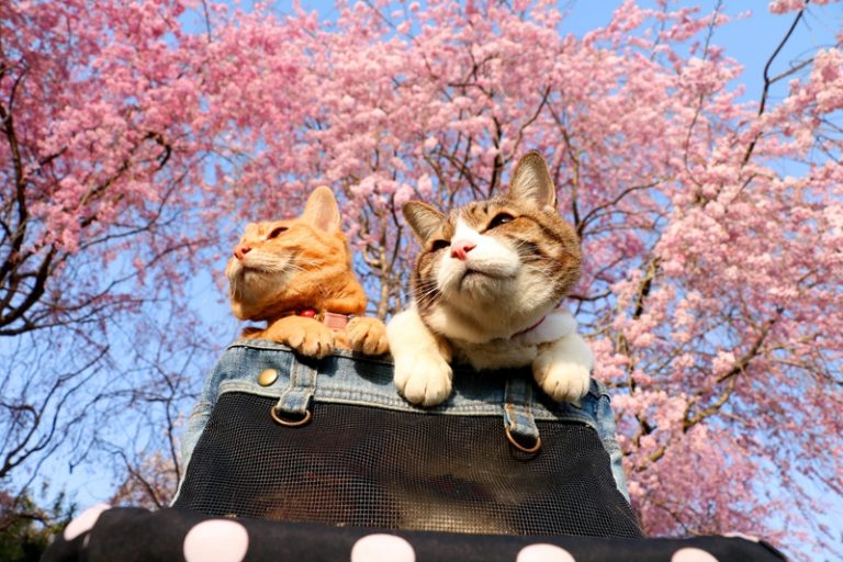 日本两只猫咪跟着主人去旅行 樱花树下拍美照