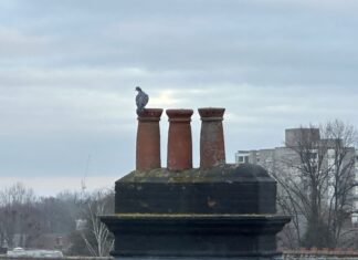 鳥兒在煙囪上